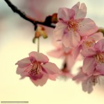 Milani_photographer (Milani)