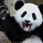 panda_mama (panda_mama)