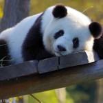 Антон (pandaontour)