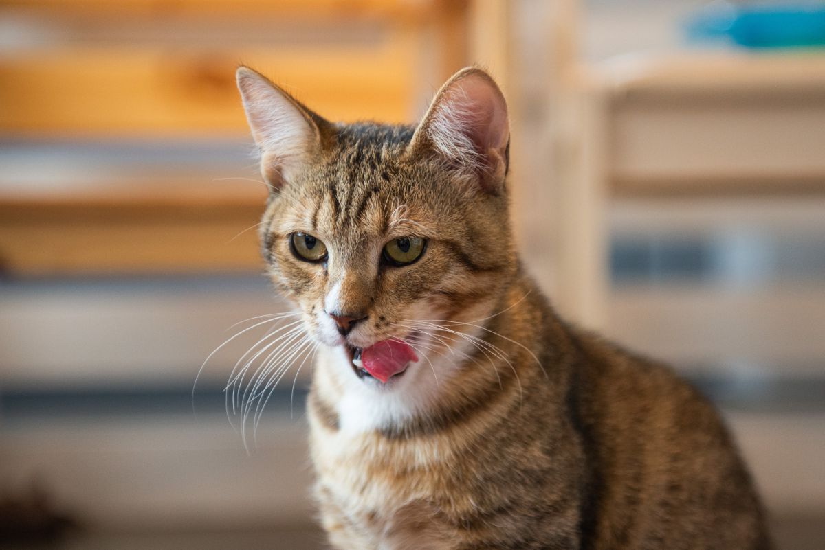 Чай и котики: котокафе в Санкт-Петербурге Чай и котики: котокафе в Санкт-Петербурге