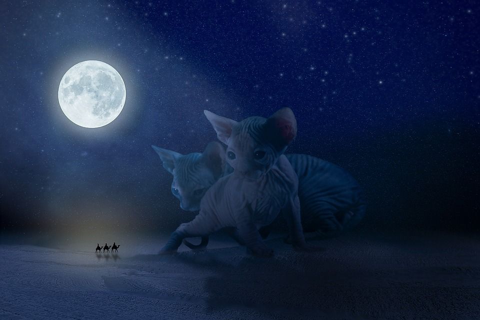 Египетские мумии кошек и скарабеев Египетские мумии кошек и скарабеев