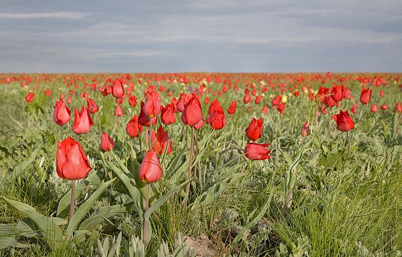 Тюльпанный край Тюльпанный край