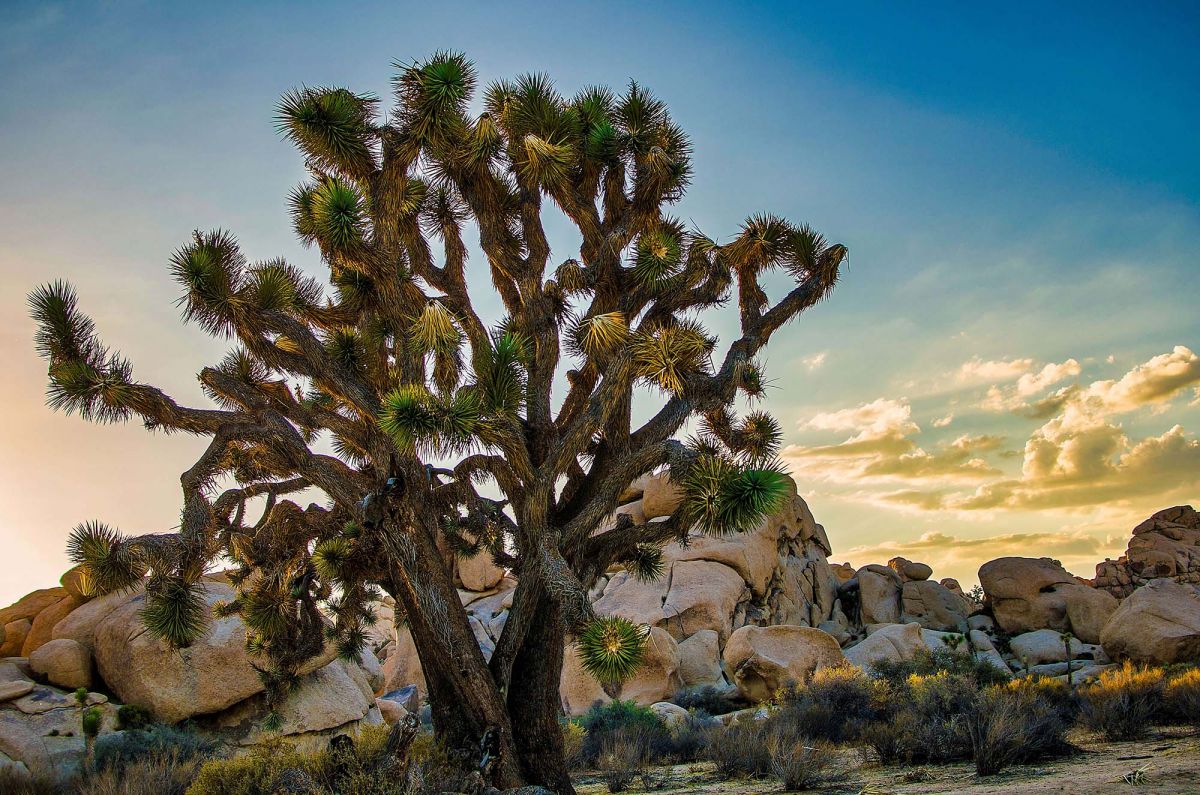 Joshua Tree – Дерево Иисуса. Все, что нужно знать о национальном парке. Joshua Tree – Дерево Иисуса. Все, что нужно знать о национальном парке.