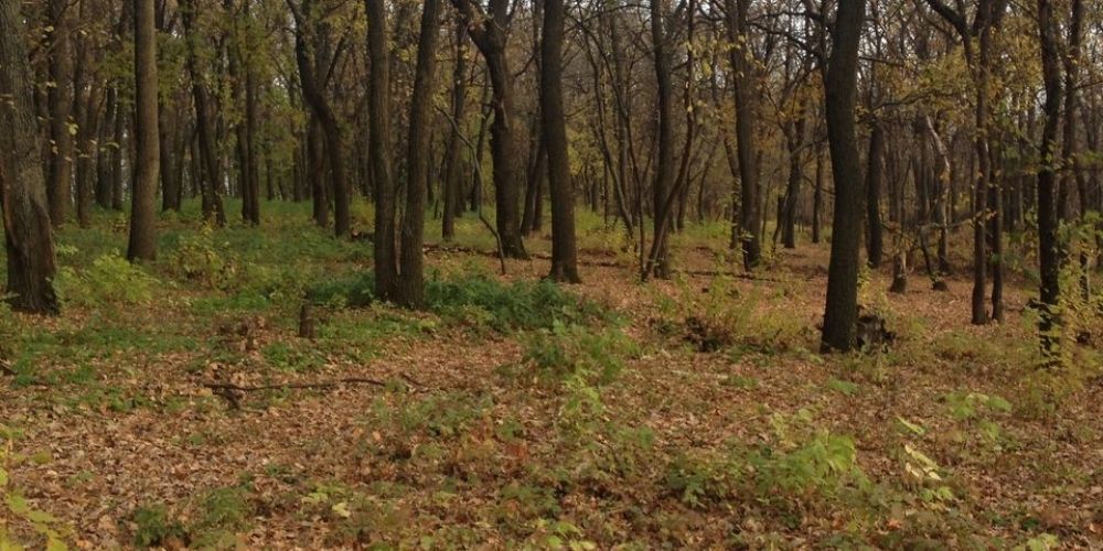 Не нужен нам берег чужой: Самарская область, парк-отель Васильевский Не нужен нам берег чужой: Самарская область, парк-отель Васильевский
