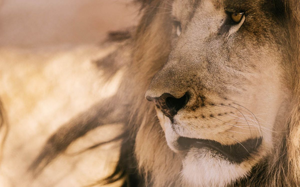 Lion Habitat Ranch. Львы в пустыне Невада Lion Habitat Ranch. Львы в пустыне Невада