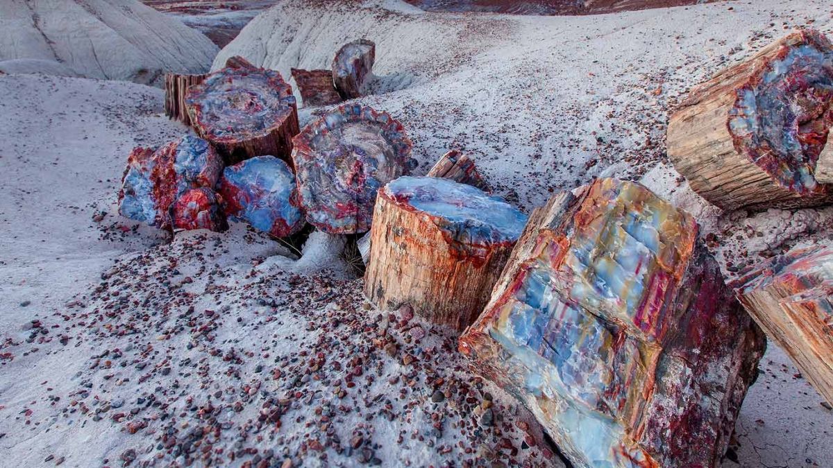 Petrified Forest: лес кристаллов и разноцветная пустыня в сердце цивилизации Petrified Forest: лес кристаллов и разноцветная пустыня в сердце цивилизации
