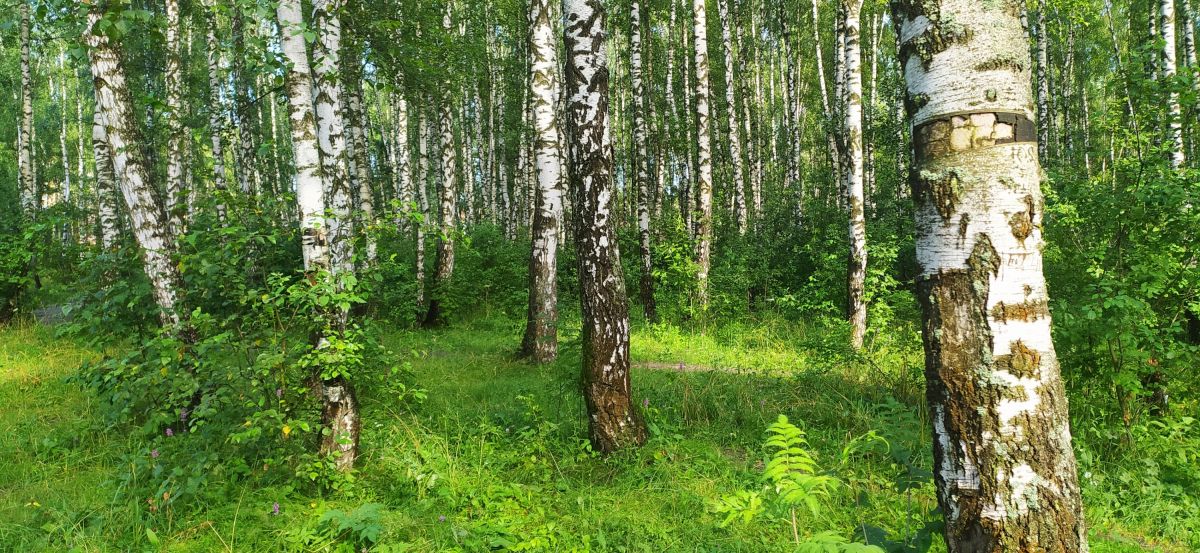 Русский лес, как источник вдохновения и отдыха