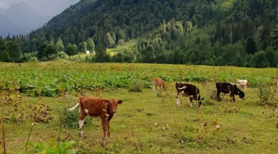 Сними стресс в горах Абхазии без масок и перчаток!