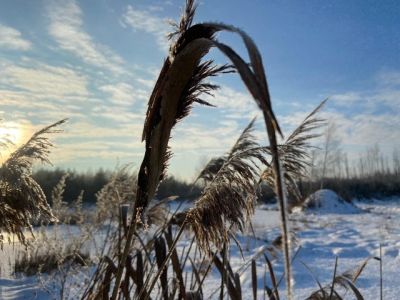Брянск глазами путешественницы