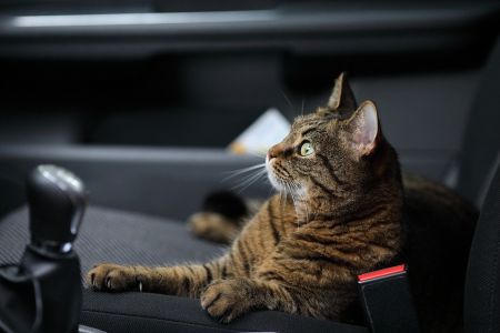 Автопутешествие с кошкой