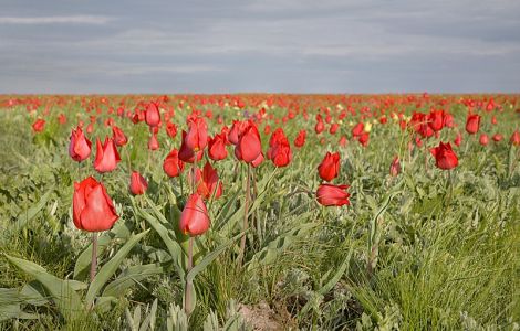Тюльпанный край