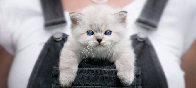Как провести отпуск с кошкой? Не проблема! Вот советы. 