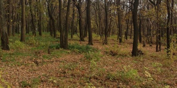 Не нужен нам берег чужой: Самарская область, парк-отель Васильевский