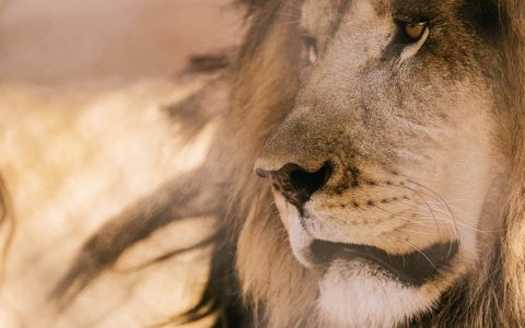 Lion Habitat Ranch. Львы в пустыне Невада