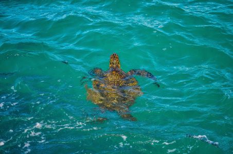 Honolua Bay – сквозь скрытые джунгли до райского места для снорклинга