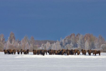 Заповедный край – «Орловское Полесье» 